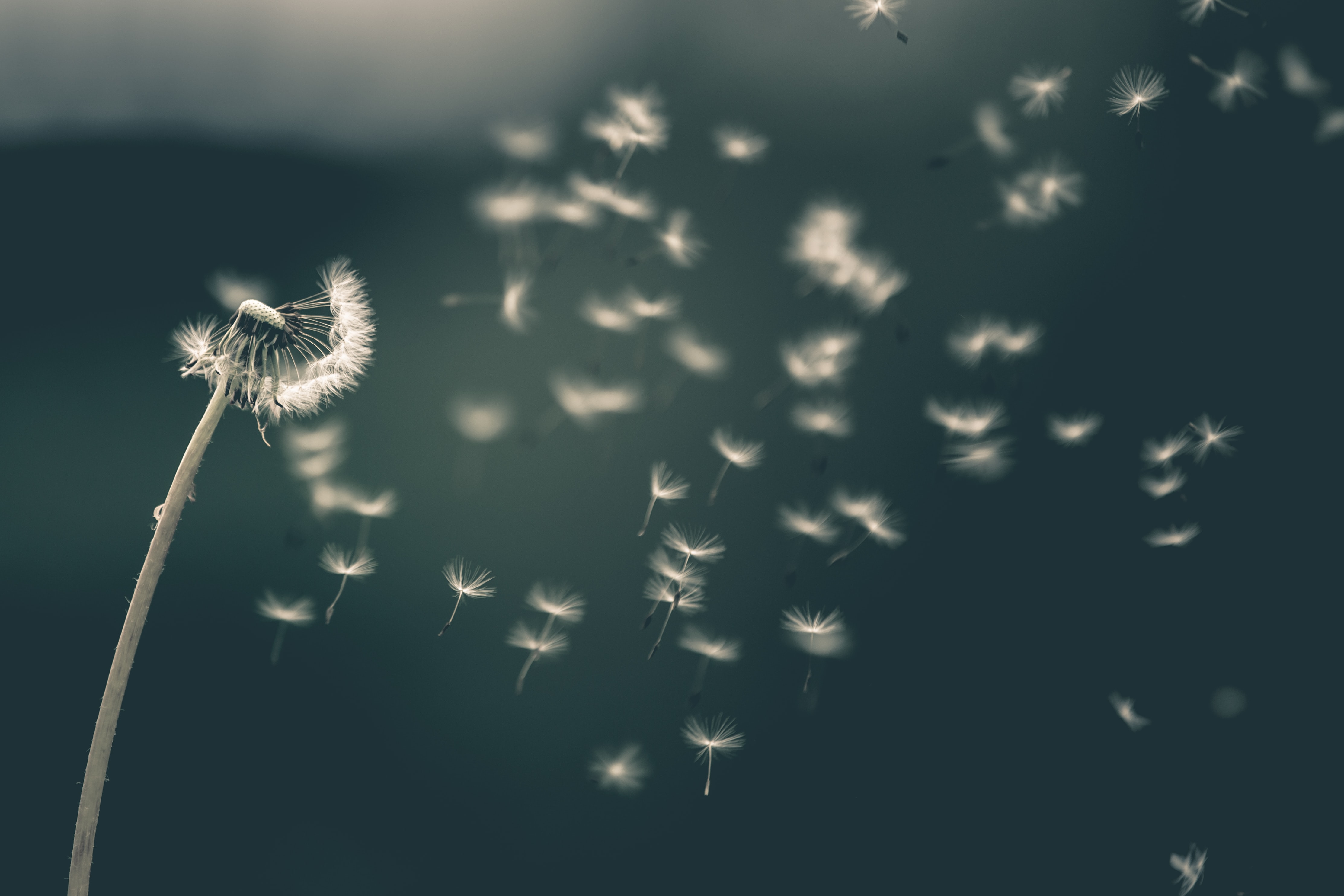 Dandelions flying